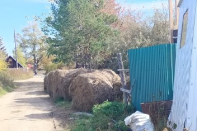 Дорожный фуршет для скота: владелицу коров в Хабаровском крае поймали на антисанитарии Приморское межрегиональное управление Россельхознадзора